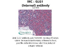 Image no. 1 for anti-Golgi Glycoprotein 1 (GLG1) (Internal Region) antibody (ABIN1734713)