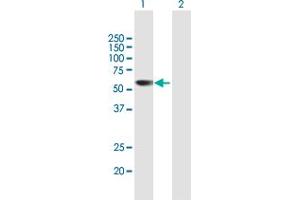 Western Blot analysis of PRAME expression in transfected 293T cell line by PRAME MaxPab polyclonal antibody. (PRAME anticorps  (AA 1-509))