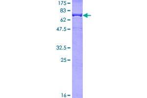 Image no. 1 for Immunoglobulin Heavy Constant gamma 1 (G1m Marker) (IGHG1) (AA 1-479) protein (GST tag) (ABIN1307583)