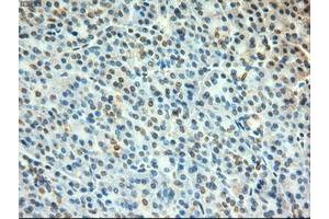 Image no. 1 for anti-Myc Proto-Oncogene protein (MYC) antibody (ABIN1497011) (c-MYC anticorps)