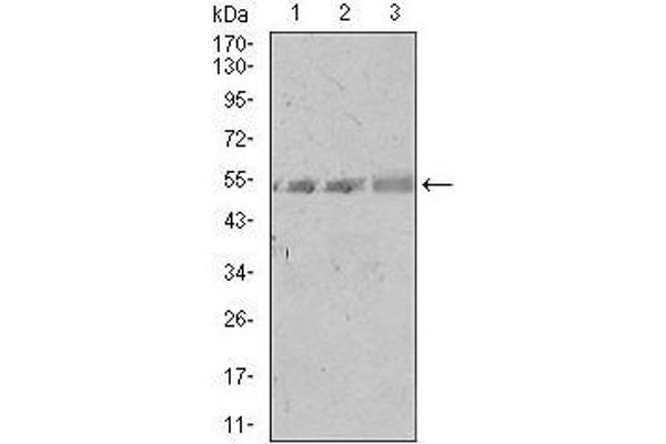 SPIB anticorps  (AA 200-252)