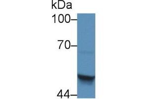 Western blot analysis of Human HepG2 cell lysate, using Mouse SCCA2 Antibody (5 µg/ml) and HRP-conjugated Goat Anti-Rabbit antibody ( (SERPINB4 anticorps  (AA 60-222))