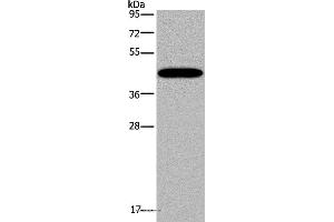 Western blot analysis of Mouse lung tissue, using KCNK13 Polyclonal Antibody at dilution of 1:200 (KCNK13 anticorps)