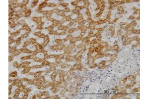 Image no. 3 for anti-Ubiquitin-Conjugating Enzyme E2G 2 (UBE2G2) (AA 1-88) antibody (ABIN598999) (UBE2G2 anticorps  (AA 1-88))