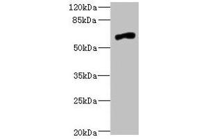 Western blot All lanes: NRXN3 antibody at 2. (Neurexin 3 anticorps  (AA 1584-1643))