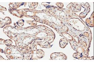 ABIN185339 (2µg/ml) staining of paraffin embedded Human Placenta. (PD-L1 anticorps  (C-Term))
