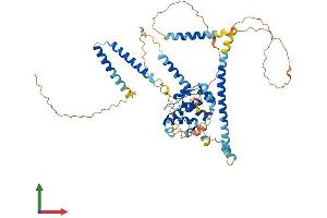 AlphaFold protein structure predicition of Human Recombinant CCDC60 Protein, UniprotID Q8IWA6