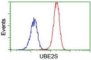 Image no. 3 for anti-Ubiquitin-Conjugating Enzyme E2S (UBE2S) antibody (ABIN1501644)