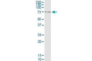 RNF12 monoclonal antibody (M01), clone 1G10. (RLIM anticorps  (AA 1-83))