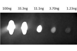 Dot Blot of Anti-Mouse IgG Antibody CY 5. (Chèvre anti-Souris IgG Anticorps (Cy5.5) - Preadsorbed)