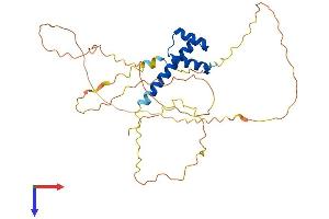 AlphaFold protein structure predicition of Human Recombinant NKX3-2 Protein, UniprotID P78367