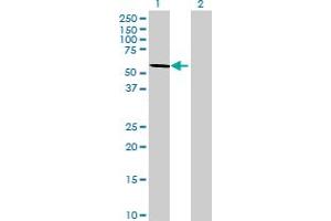 Western Blot analysis of WDR37 expression in transfected 293T cell line by WDR37 MaxPab polyclonal antibody. (WDR37 anticorps  (AA 1-494))