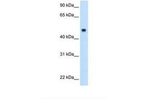 Image no. 2 for anti-Complement Component 8, beta Polypeptide (C8B) (AA 321-370) antibody (ABIN6738114) (C8B anticorps  (AA 321-370))