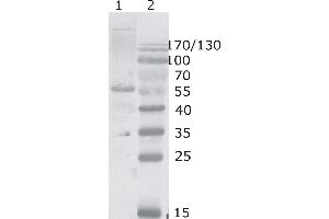 Western Blot testing of HIV-1 p24 antibody, clone 2N34. (HIV-1 p24 anticorps  (AA 74-84))