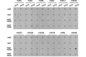 Dot-blot analysis of all sorts of methylation peptides using DiMethyl-Histone H4-K20 antibody.