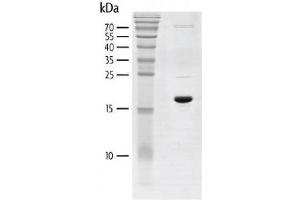 Recombinant BRD3 (306-416) protein gel.
