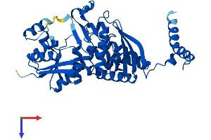 AlphaFold protein structure predicition of Mouse Recombinant Ass1 Protein, UniprotID P16460