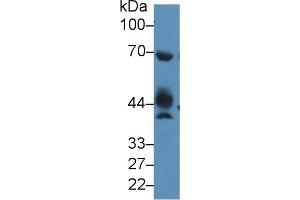 Rabbit Capture antibody from the kit in WB with Positive Control: Mouse testis lysate. (NAGA Kit ELISA)