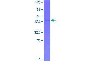 Image no. 1 for SAP30-Like (SAP30L) (AA 1-183) protein (GST tag) (ABIN1319151)
