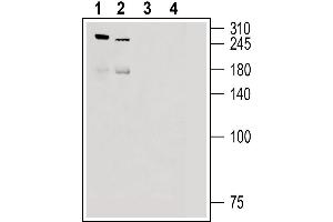 Western blot analysis of rat dorsal root ganglion lysate (lanes 1 and 3) and mouse lung lysate (lanes 2 and 4): - 1, 2.