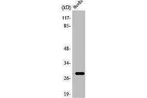 Western Blot analysis of HeLa cells using 14-3-3 θ Polyclonal Antibody (14-3-3 theta anticorps  (Internal Region))