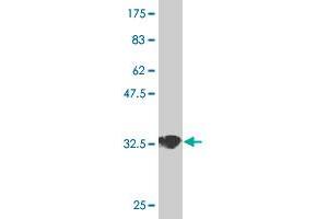 Western Blot detection against Immunogen (35.