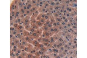 Used in DAB staining on fromalin fixed paraffin- embedded liver tissue