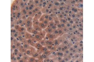 Used in DAB staining on fromalin fixed paraffin- embedded liver tissue (ITIH4 anticorps  (AA 721-942))