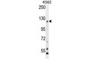 Western Blotting (WB) image for anti-Protocadherin gamma Subfamily A, 8 (PCDHGA8) antibody (ABIN2996490) (PCDHGA8 anticorps)