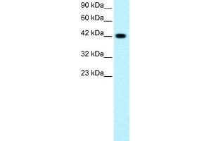 WB Suggested Anti-GATA3 Antibody Titration: 0. (GATA3 anticorps  (C-Term))