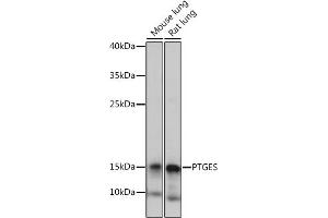 Western blot analysis of extracts of various cell lines, using PTGES antibody (ABIN7269573) at 1:1000 dilution. (Prostaglandin E Synthase anticorps)
