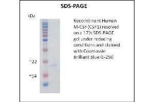 SDS-PAGE (SDS) image for Colony Stimulating Factor 1 (Macrophage) (CSF1) (Active) protein (ABIN5509370) (M-CSF/CSF1 Protéine)