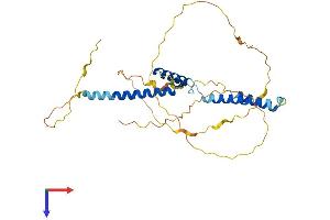 AlphaFold protein structure predicition of Human Recombinant HEYL Protein, UniprotID Q9NQ87
