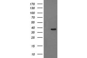 Image no. 1 for anti-CD33 (CD33) antibody (ABIN1497269) (CD33 anticorps)