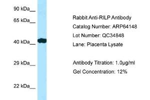 Western Blotting (WB) image for anti-Rab Interacting Lysosomal Protein (RILP) (C-Term) antibody (ABIN2789747) (RILP anticorps  (C-Term))