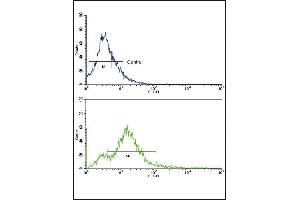 Flow cytometric analysis of 293 cells using Activin A Receptor Type IB (ACVR1B) Antibody (Center) (bottom histogram) compared to a negative control (top histogram).