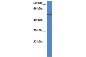 WB Suggested Anti-Fmo1 Antibody   Titration: 1.