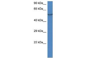 WB Suggested Anti-Fmo1 Antibody   Titration: 1. (FMO1 anticorps  (N-Term))
