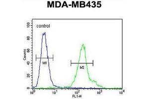 CU002 Antibody (C-term) flow cytometric analysis of MDA-MB435 cells (right histogram) compared to a negative control cell (left histogram). (C21orf2 anticorps  (C-Term))