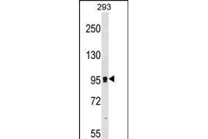 GRM7 Antibody (N-term) (ABIN1539213 and ABIN2848630) western blot analysis in 293 cell line lysates (35 μg/lane). (GRM7 anticorps  (N-Term))