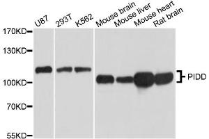 Western blot analysis of extracts of various cell lines, using PIDD antibody (ABIN5995501) at 1/1000 dilution. (PIDD anticorps)