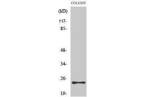 Western Blotting (WB) image for anti-Mediator Complex Subunit 18 (MED18) (Internal Region) antibody (ABIN3185507) (MED18 anticorps  (Internal Region))