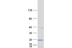 Validation with Western Blot (C9orf6 Protein (Myc-DYKDDDDK Tag))