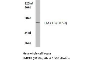 Western blot (WB) analysis of LMX1B antibody  in extracts from hela cells. (LMX1B anticorps)