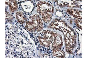 Image no. 3 for anti-Heme Oxygenase (Decycling) 2 (HMOX2) antibody (ABIN1498691) (HMOX2 anticorps)