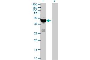 Western Blot analysis of TSSK1B expression in transfected 293T cell line by TSSK1B MaxPab polyclonal antibody. (TSSK1B anticorps  (AA 1-367))