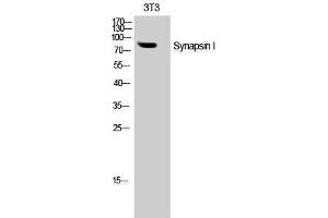 Western Blotting (WB) image for anti-Synapsin I (SYN1) (Tyr1361) antibody (ABIN3187120)