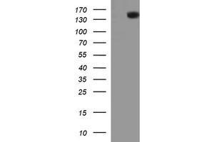 Image no. 1 for anti-Protein tyrosine Phosphatase, Receptor Type, C (PTPRC) antibody (ABIN1497330) (CD45 anticorps)