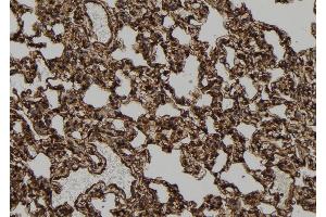 ABIN6278832 at 1/100 staining Rat lung tissue by IHC-P. (2-Apr anticorps)