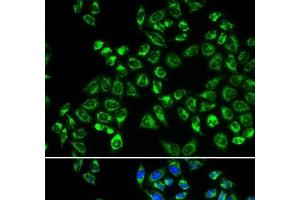 Immunofluorescence analysis of HeLa cells using C1QBP Polyclonal Antibody (C1QBP anticorps)